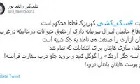رائفی‌پور: مخالفان سگ‌کشی فکر انتخابات هستند!