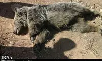 کشف لاشه خرس در کجور نوشهر
