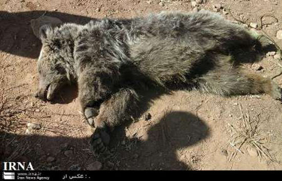 کشف لاشه خرس در کجور نوشهر