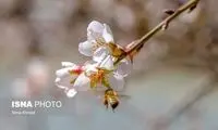 شکوفه‌های زمستانی؛ شهرکرد و گیلان
