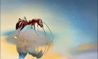 تصاویر زیبای ماکرویی از زندگی حشرات