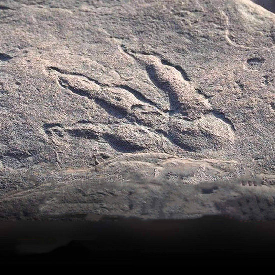 فسیل ۲۲۰میلیون ساله؛ کشف کودک ۴ساله
