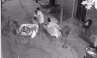 نقشه دزدیدن کودک از آغوش مادرش ناکام ماند