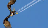 فقط یک بار در عمر ممکن است چنین عکسی بگیرید!
