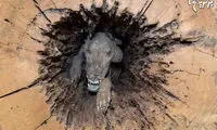 سگی که از درخت بالا رفت و مومیایی شد
