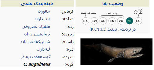 فسیلی زنده به نام کوسه چین دار +عکس