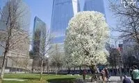 درختان بازمانده در سراسر جهان