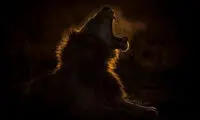 خمیازه‌ی شیر در عکس روز نشنال جئوگرافیک