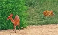 ویدئوی تلخ از شکار گوزن کور شده توسط پلنگ