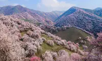 زیبایی دره زردآلو نفستان را حبس می‌کند