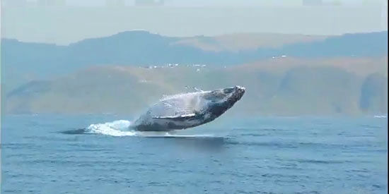 پرش دیدنی و باورنکردنی نهنگ ۴۰ تنی بیرون از آب