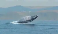 پرش دیدنی و باورنکردنی نهنگ ۴۰ تنی بیرون از آب