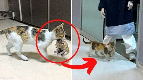 گربه‌ای که بچه‌اش را برای درمان به بیمارستان برد