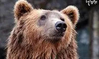 شما مثل کدام حیوان می خوابید؟