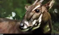 جانورانی که افسانه‌ای می‌شوند +عکس