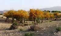 زیباترین درختان بی‌ثمر +عکس
