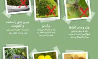 اینفوگرافی: اسب‌ها چه غذاهایی را نمی‌توانند بخورند؟