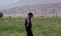 هجوم ملخ‌ها به استان هرمزگان