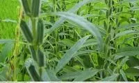موادغذایی قبل از برداشت چه شکلی هستند؟
