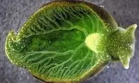 حلزون دریایی، نیمی گیاه و نیمی حیوان