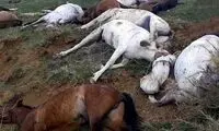 کشتار نزدیک به ۹۰ اسب باربر در «اُشنویه»