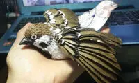 شاهکار با مقوا +عکس