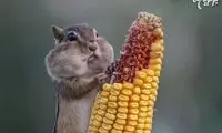تصاویر خنده دار از مسابقه عکاسی کمدی حیات وحش 2016