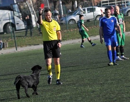 کارت قرمز به یک سگ در صربستان!
