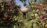 عکس: برداشت پسته در جای جای ایران