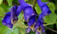 ۹ گونه از سمی‌ترین و خطرناک‌ترین گیاهان روی زمین