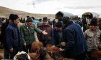 عکس: میدان فروش دام و حیوانات تبریز