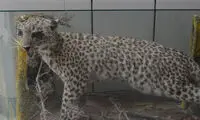 کشف پلنگ تاکسیدرمی شده در ایذه