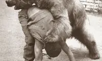 کشتی گرفتن با خرس در خیابان‌های تهران!