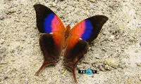 پروانه بال‌خنجری براق