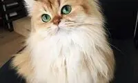 زیباترین گربه های جهان