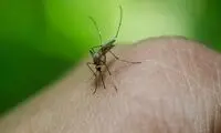 برای تب دنگی این مسکن‌ها را مصرف نکنید