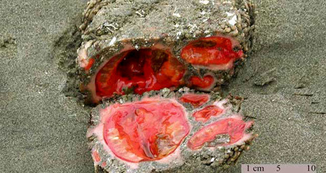 صخره خونی، آبزی مرموز و عجیب شبیه گوجه‌فرنگی