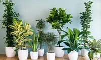 نمونه‎هایی از گیاهان و گلهای آپارتمانی سایه دوست