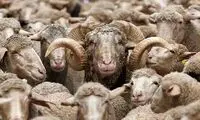 جزئیات استخدام چوپانان ایرانی توسط ارمنستان