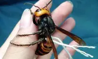 خطرناک‌ترین حشره، اهلی شد +عکس