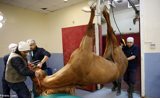 در بیمارستان اسب‌ها چه می‌گذرد؟ +عکس