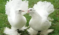 شهری که کبوترهایش میلیونرند