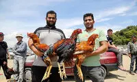 مرکز خرید و فروش پرندگان زینتی در تهران