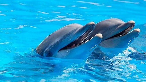 حقایقی جالب درمورد دلفین‌ها که نمی‌دانستید!