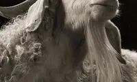 عکس: پرتره «بُز بُز قندی»!