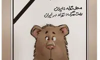 علت مرگ توله خرس؛ تولد در ایران!