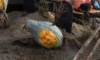 مجسمه سازی با کدوتنبل به مناسبت هالووین