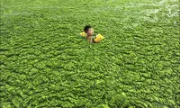 شنا در جلبک‌های سبز چینی +عکس