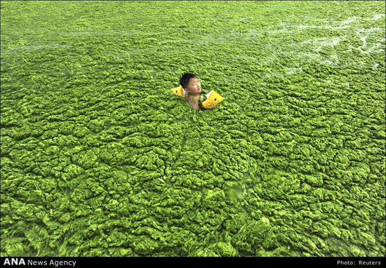 شنا در جلبک‌های سبز چینی +عکس