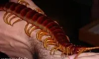 عظیم‌ترین حیواناتی که نمی شناسید +عکس